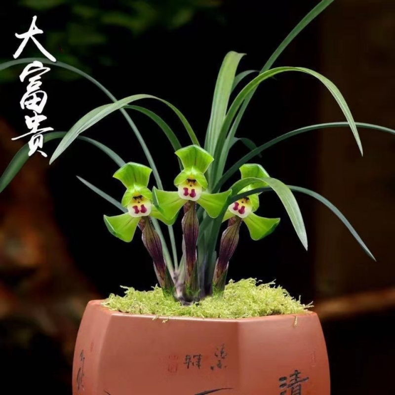 兰花苗大富贵带花苞浓香室内好养