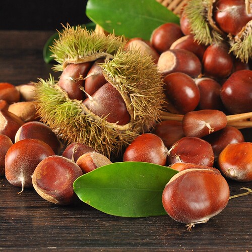 新鲜现摘带壳生板栗湖北罗田特产羊毛栗红壳大红袍栗子仁即食