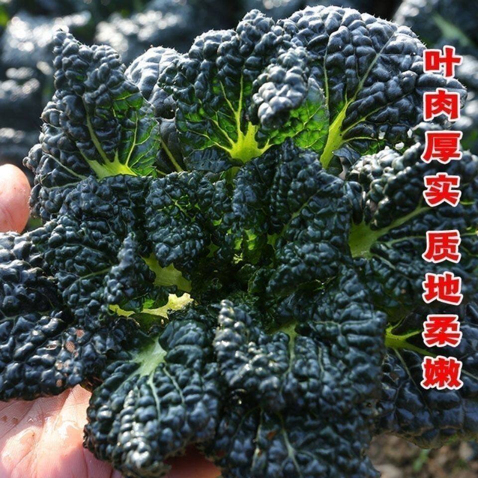 随州泡泡青种子皱叶黑白菜黑油白菜种子阳台种盆栽四季耐寒高产型