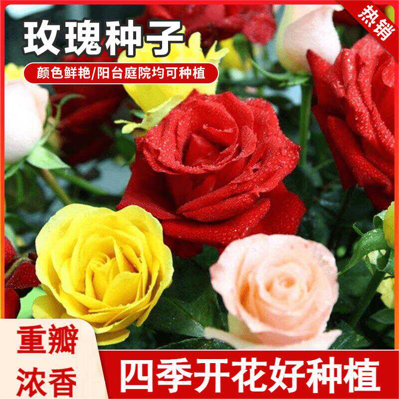 玫瑰花种子红刺玫瑰花四季开花重家庭园艺种子