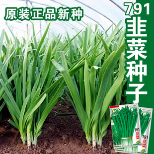 791宽叶韭菜种子雪韭菜籽根四季不休眠阳台盆栽种植耐热寒蔬菜种