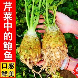 根芹种子地中海芹菜根球型蔬菜种籽苗四季播大田阳台盆栽耐热耐寒