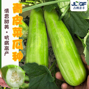 青龙菜瓜种子甜脆多汁脆瓜种籽生食凉拌腌制梢瓜种孑四季蔬菜大全