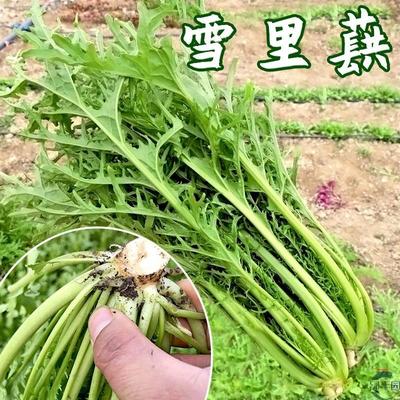 雪里蕻种籽小叶雪里红九头鸟雪菜芥菜红咸菜阳台盆栽四季蔬菜种孑