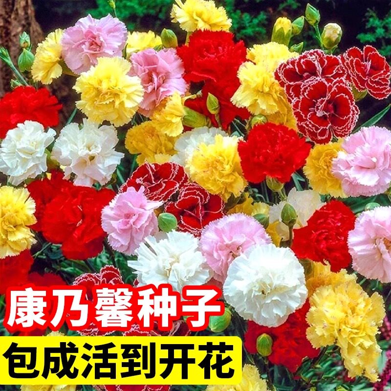 重瓣康乃馨花种籽子四季播种开花不断盆栽太阳花适合春天种的花籽图片