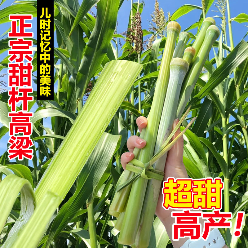 甜高粱杆种籽东北甜杆小甘蔗新鲜家庭园艺种子