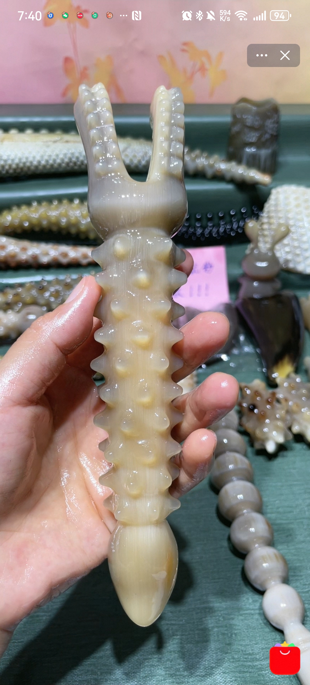 钻石美鼻兔兔海参棒长21.5厚3.7鼻距2.0cm左右