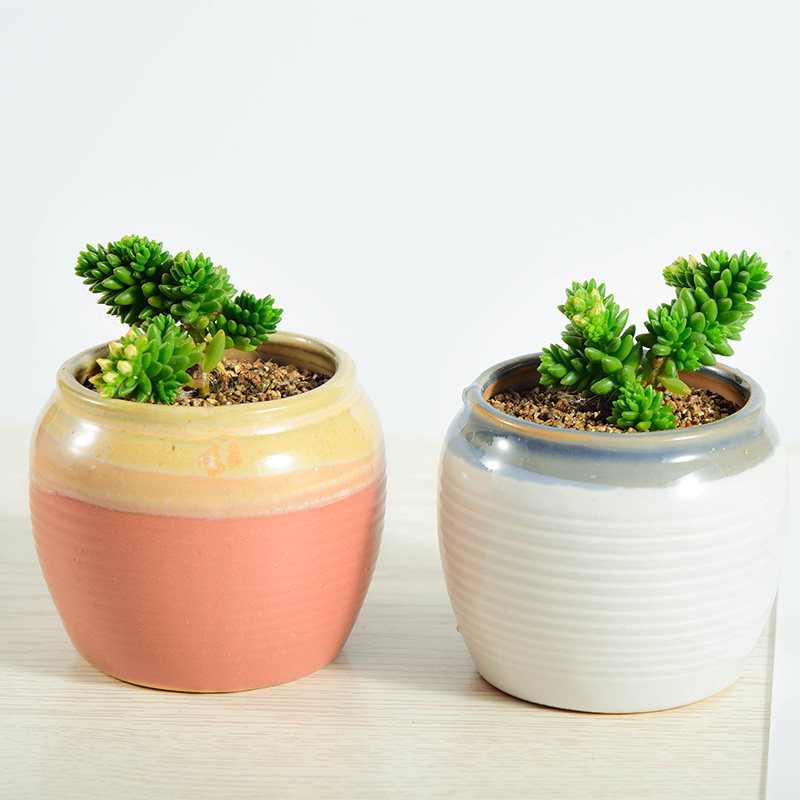 白花小松 多肉植物组合盆栽绿植花卉植物办公室盆景多肉,鲜花速递/花卉仿真/绿植园艺,多肉植物,淘宝优惠券,粉丝福利购,淘宝优惠卷