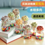 Гидропоновый сочный внутренний растение гидропонная растение стеклянная бутылка сочные растения комбинированная цветочная кафе -горшок с горшками