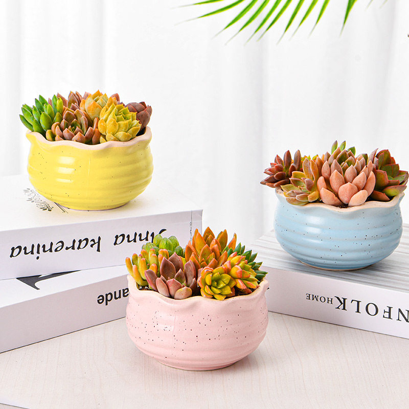 多肉植物组合小盆栽精品大颗好养含盆土套餐室内花卉包邮凯天花航