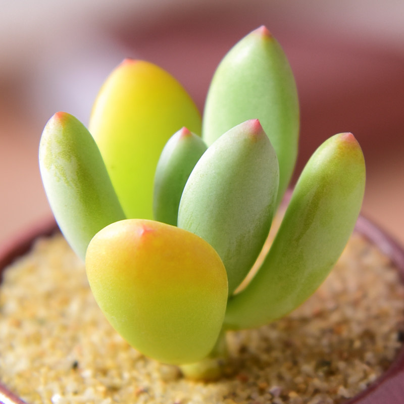 红美人 多肉植物批发组合盆栽肉嘟嘟绿植花卉肉肉室内植物