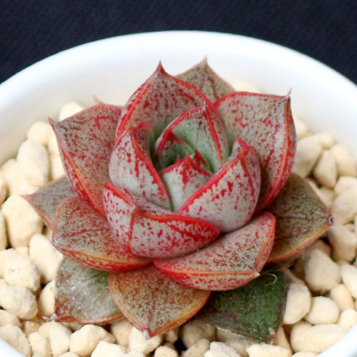 绿植大和锦组合盆景多肉植物