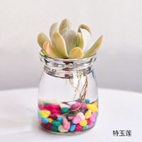 Гидропоник Юлиан