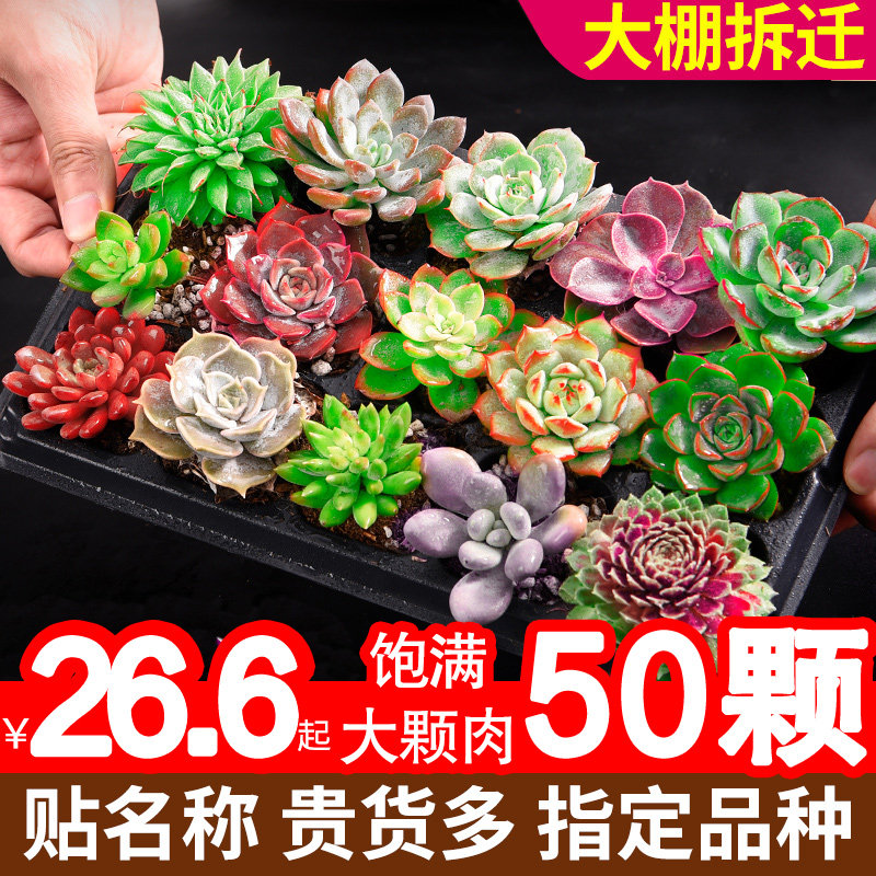 多肉植物组合盆栽套餐多肉精品玉露老桩大颗好养包邮带盆多头老桩