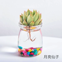 Гидропонная лунная фея