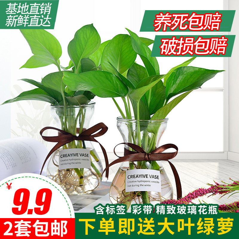 绿萝水培植物绿萝盆栽室内花卉绿植摆件水养植物大叶绿箩