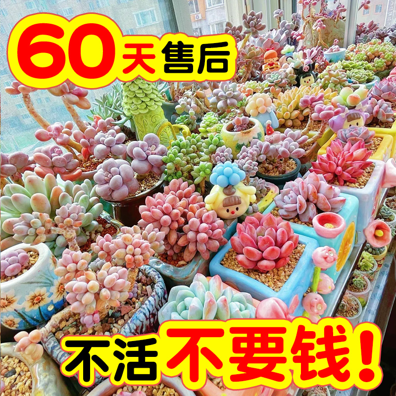 多肉植物品质好价格低超长售后