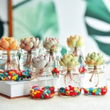 Гидропоновый сочный внутренний растение гидропонная растение стеклянная бутылка сочные растения комбинированная цветочная кафе -горшок с горшками