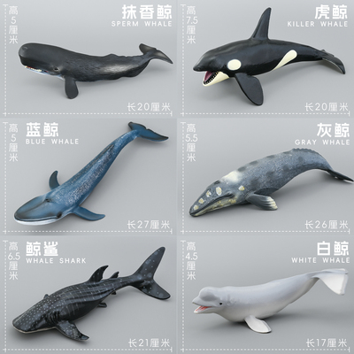 仿真鲸鱼蓝鲸动物模型儿童认知