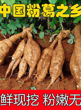 正宗广东韶关火山粉葛粉嫩无渣煲汤葛根生吃农家特产新鲜现挖生鲜