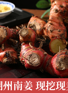 广东潮汕新鲜南姜野生山姜芦苇姜牛羊肉火锅去腥味去膻提味调料品