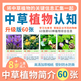 中草药本植物认知卡片儿童早教益智盆栽花卉花朵名词知识介绍教具