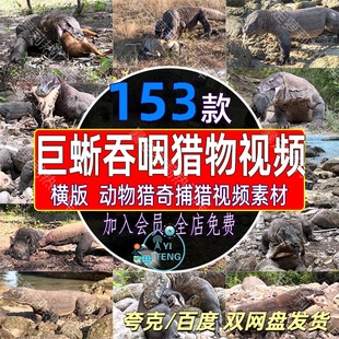 国外科莫多巨蜥动物捕猎吞咽猎物猎奇腐肉剪辑高清实拍中视频素材