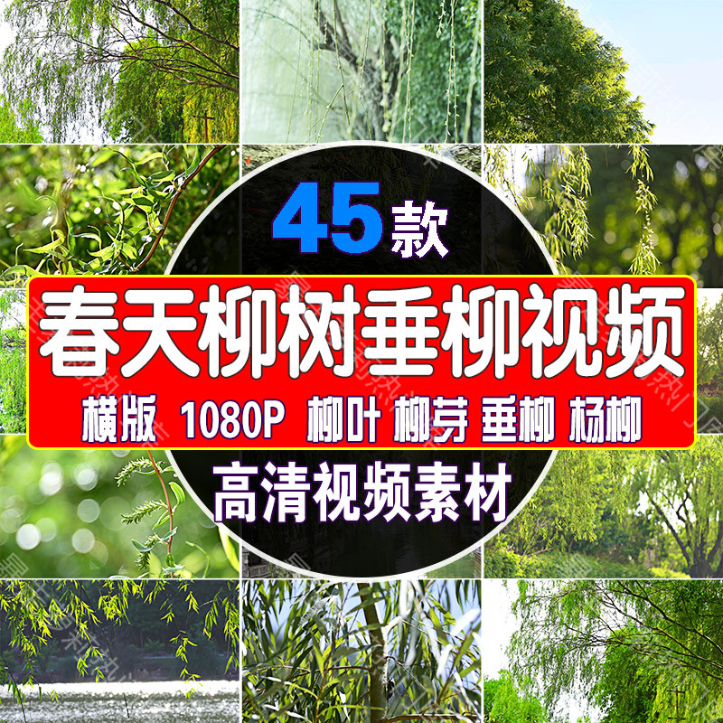 春天杨柳树柳叶柳芽初春风景短视频夏天垂柳清新抖音唯美高清素材