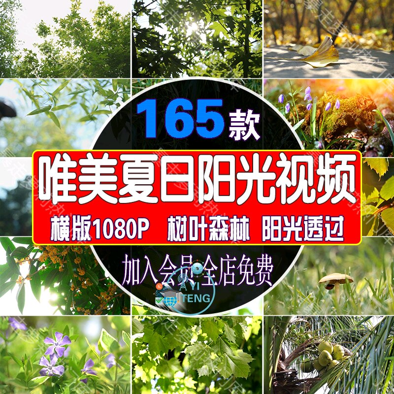 夏日阳光唯美绿叶树木树林自然空境头视频森林实拍剪辑风景素材