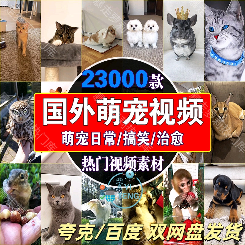 国外萌宠动物搞笑治愈短视频日常猫狗抖音快手沙雕自媒体剪辑素材