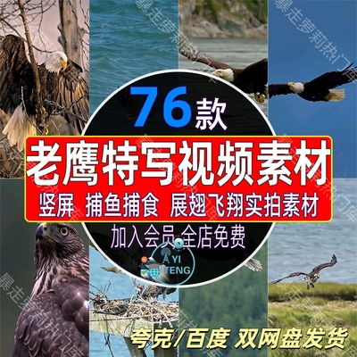 老鹰雄鹰飞行捕鱼捕食特写短视频天空中飞翔展翅翱翔实拍竖屏素材