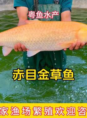 赤目金草鱼苗金草鱼苗