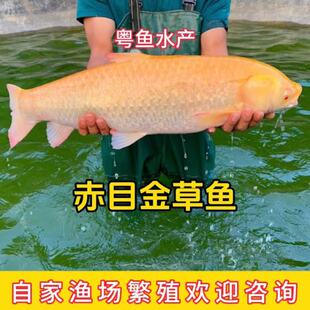 赤目金丝鲩鱼 赤目黄金鲩鱼 红眼金草鱼苗 金草鱼苗 活体水花预售