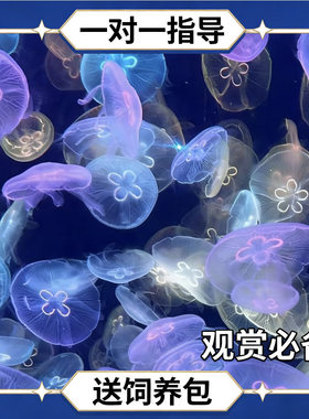 海月水母活物简单易养不死办公室桌面学生宿舍好养小宠物便宜实惠