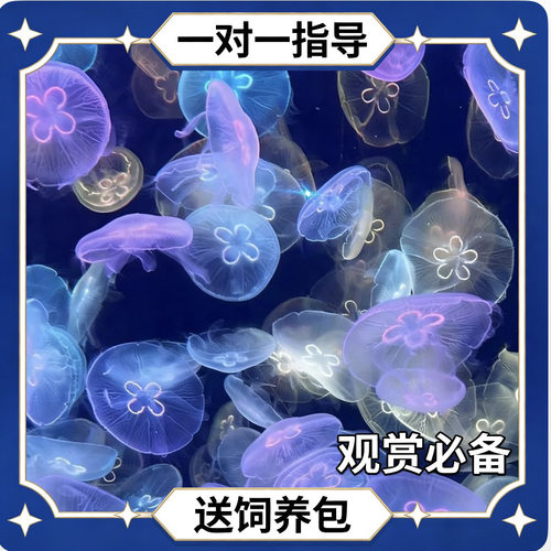 海月水母网红水母养殖场直发活体观赏减压 过节送小孩女朋友礼物