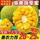 海南菠萝蜜20三亚新鲜水果25-30斤现摘假榴莲非红肉木波罗蜜包邮