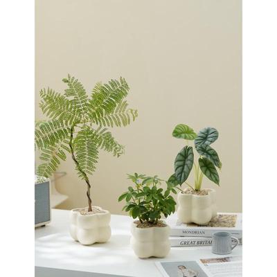 北欧小清新奶油风室内盆栽绿植四季好养办公室桌面绿植小盆栽植物