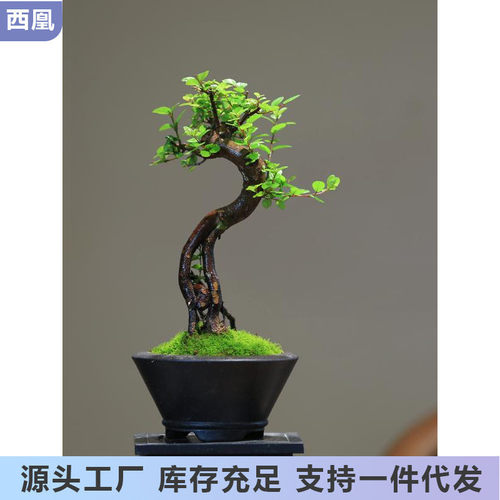 小品雀梅一物一拍盆栽庭院茶室好养造型小盆景室内桌面小植物绿植