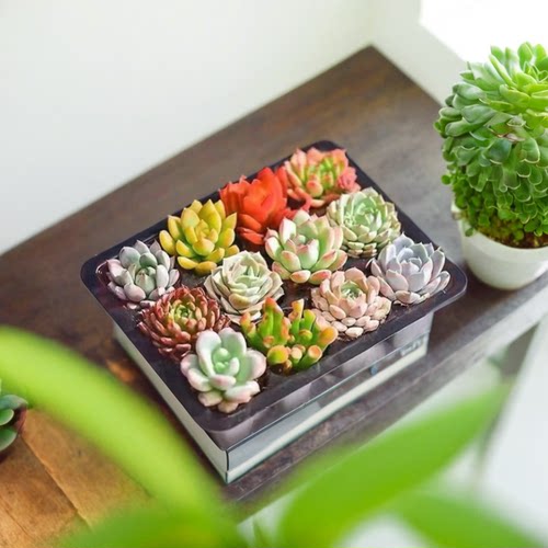 多肉植物盆栽室内四季好种组合