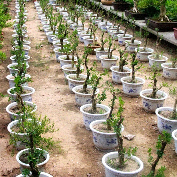 小叶黄杨树苗老根老桩地栽盆栽盆景造型大苗 3-5厘米根径修剪随机