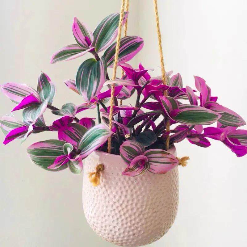 进口植物荷兰油画婚礼吊兰锦花卉室内垂吊盆栽好养易活四季小绿植