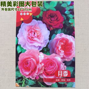 农家旺彩图大包装月季花种子花大朵艳丽多年生月月红蔷薇花100粒