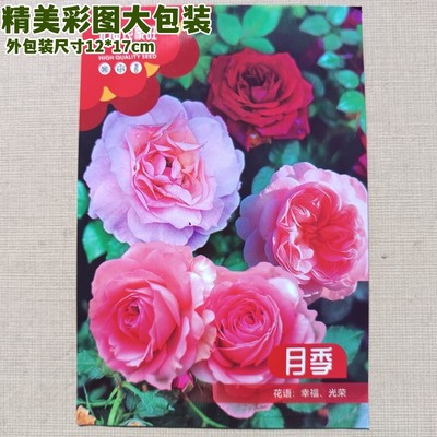 农家旺彩图装月季花种子100粒/包