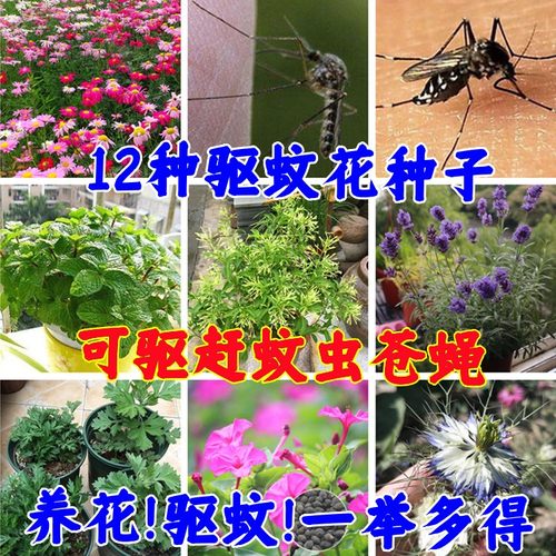 驱蚊草种子花卉植物除虫菊夏季