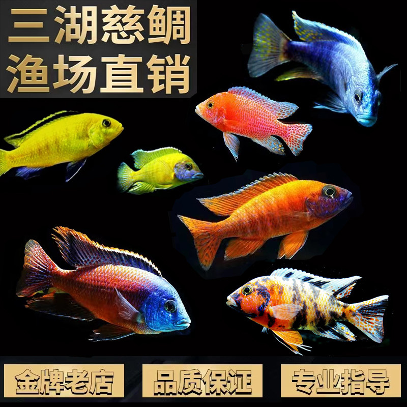三湖慈鲷热带鱼观赏大尺寸活体鱼马鲷岩栖孔雀大马鱼非洲王子包活
