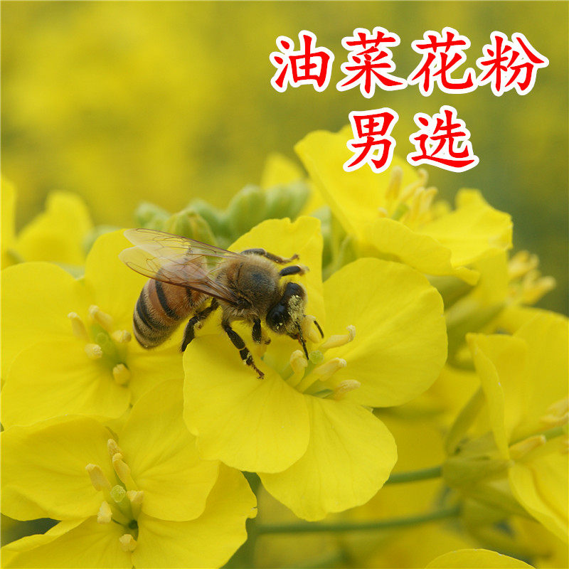 YH Hornet fresh natural Cole Pollen Prostate Nemesis Pollen Half a pound, two bottles= 500g Male selectionin the Traditional nourishing food , Bee , Bee Pollen  category - from Buy2taobao.com to provide professional Taobao agent buy service