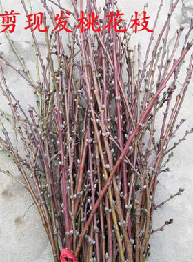 新鲜现剪桃花枝桃树枝带花芽运招桃花水培婴儿出院压惊哭泡水桃木