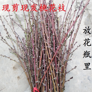 新鲜现剪桃花枝桃树枝带花芽运招桃花水培婴儿出院压惊哭泡水桃木