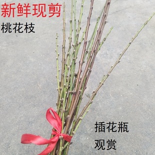 新鲜现剪桃树枝桃木枝条桃枝尖桃花枝插花瓶遇水宝宝儿童护身