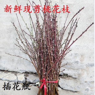 水培桃花枝新鲜现剪水养带花芽遇水开花家用插花护身桃树枝桃木条